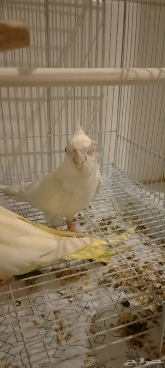 سلام عليكم ورحمه الله وبركاته جوز كروان منتج واليفه 6