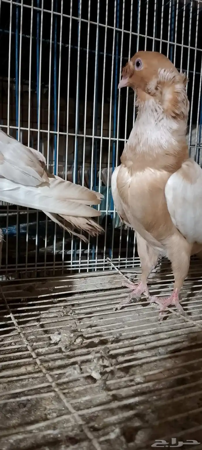 جوز كشكش بنتاجه 5