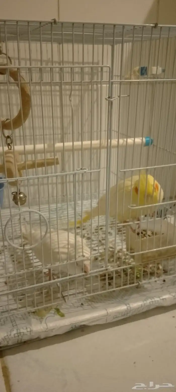 سلام عليكم ورحمه الله وبركاته جوز كروان منتج واليفه 7