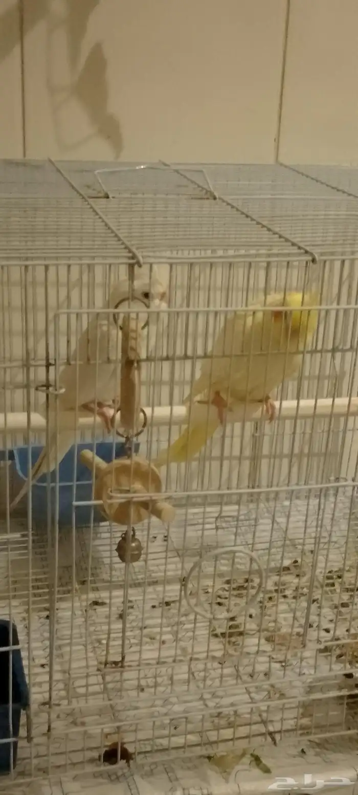 سلام عليكم ورحمه الله وبركاته جوز كروان منتج واليفه 0