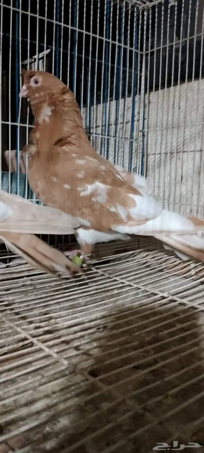 جوز كشكش بنتاجه 2