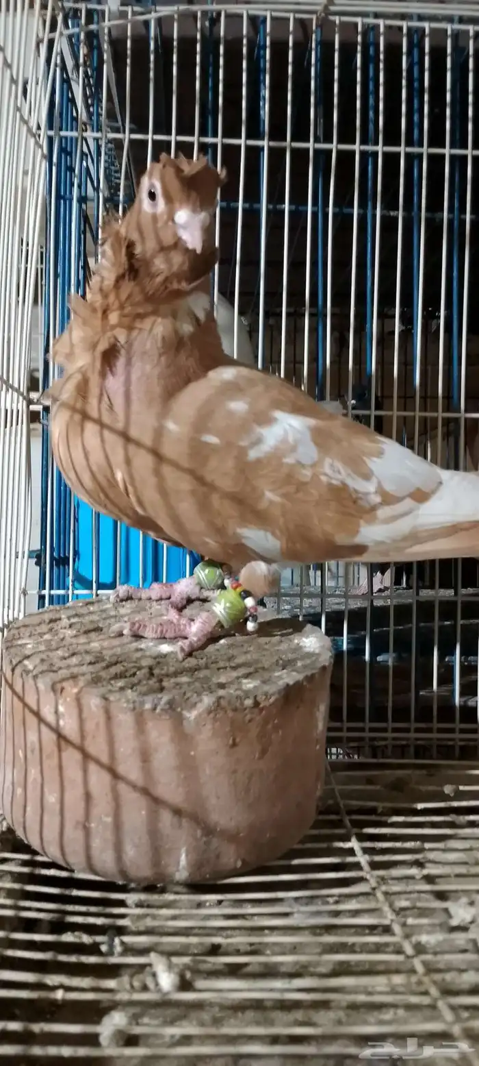 جوز كشكش بنتاجه 1