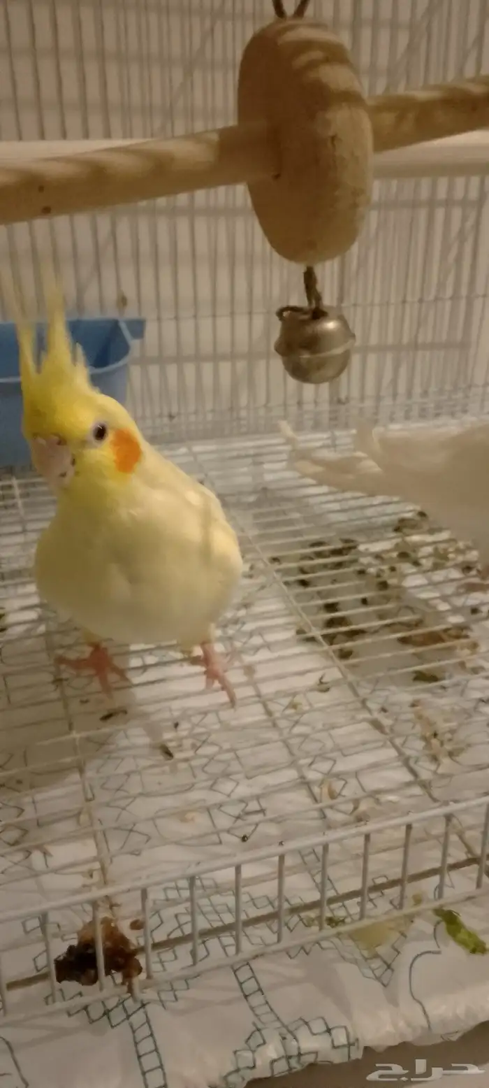 سلام عليكم ورحمه الله وبركاته جوز كروان منتج واليفه 4