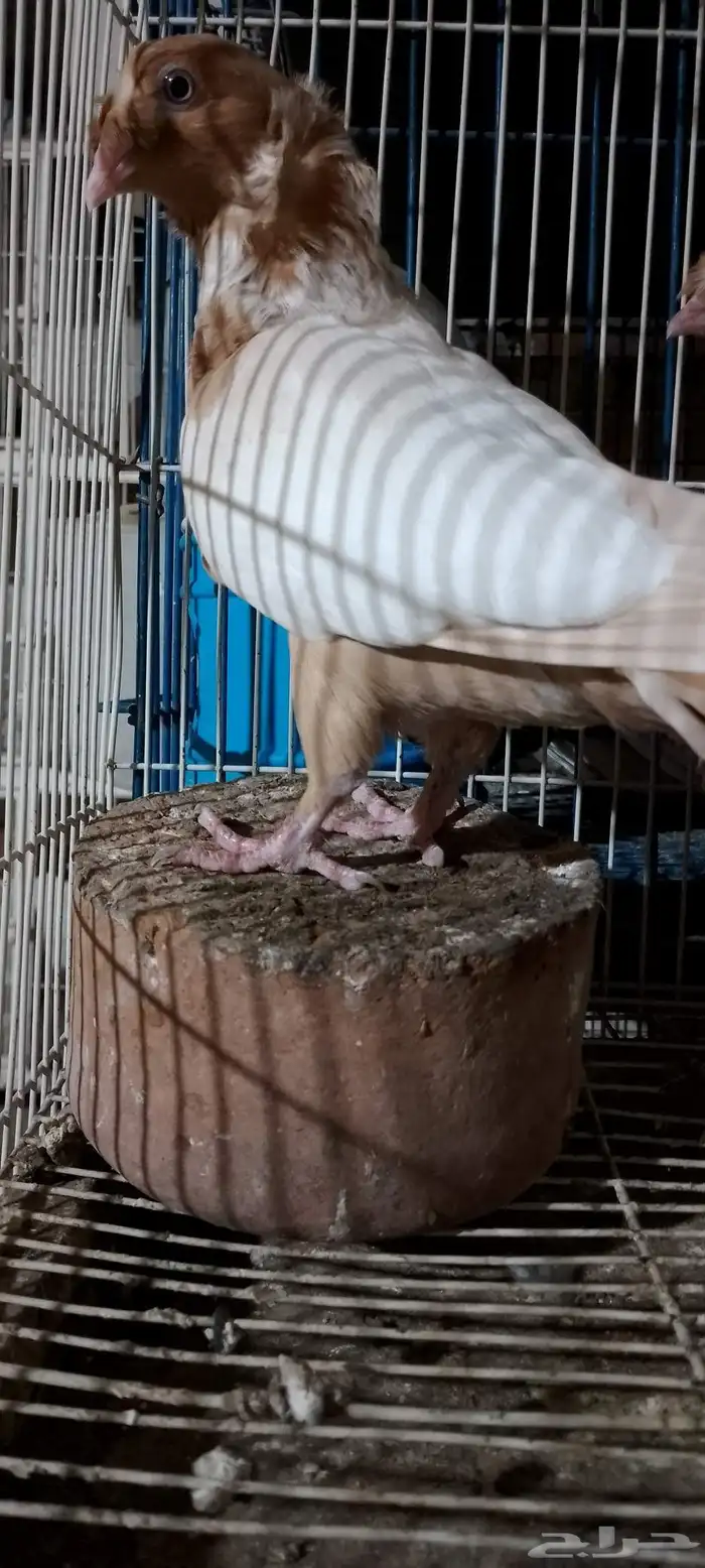 جوز كشكش بنتاجه 6