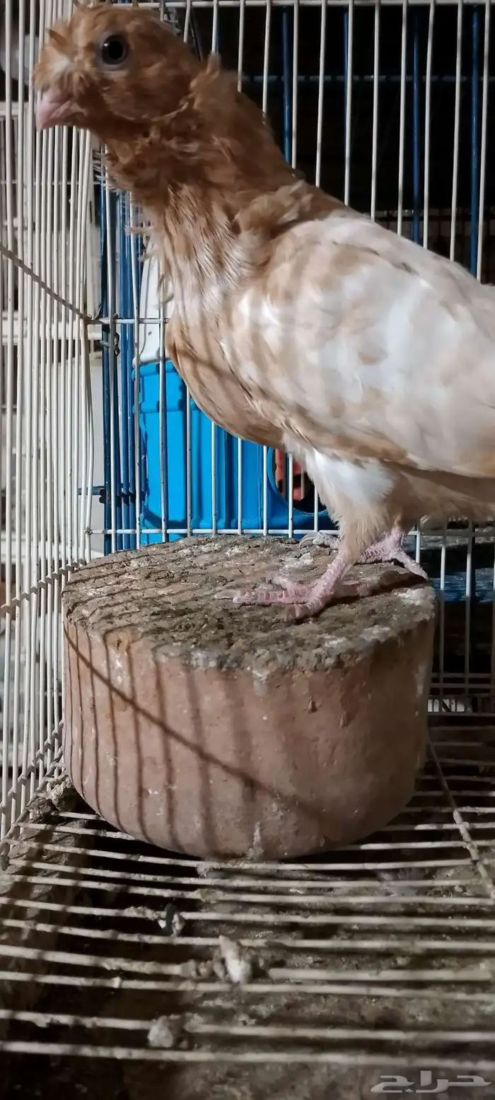 جوز كشكش بنتاجه 9