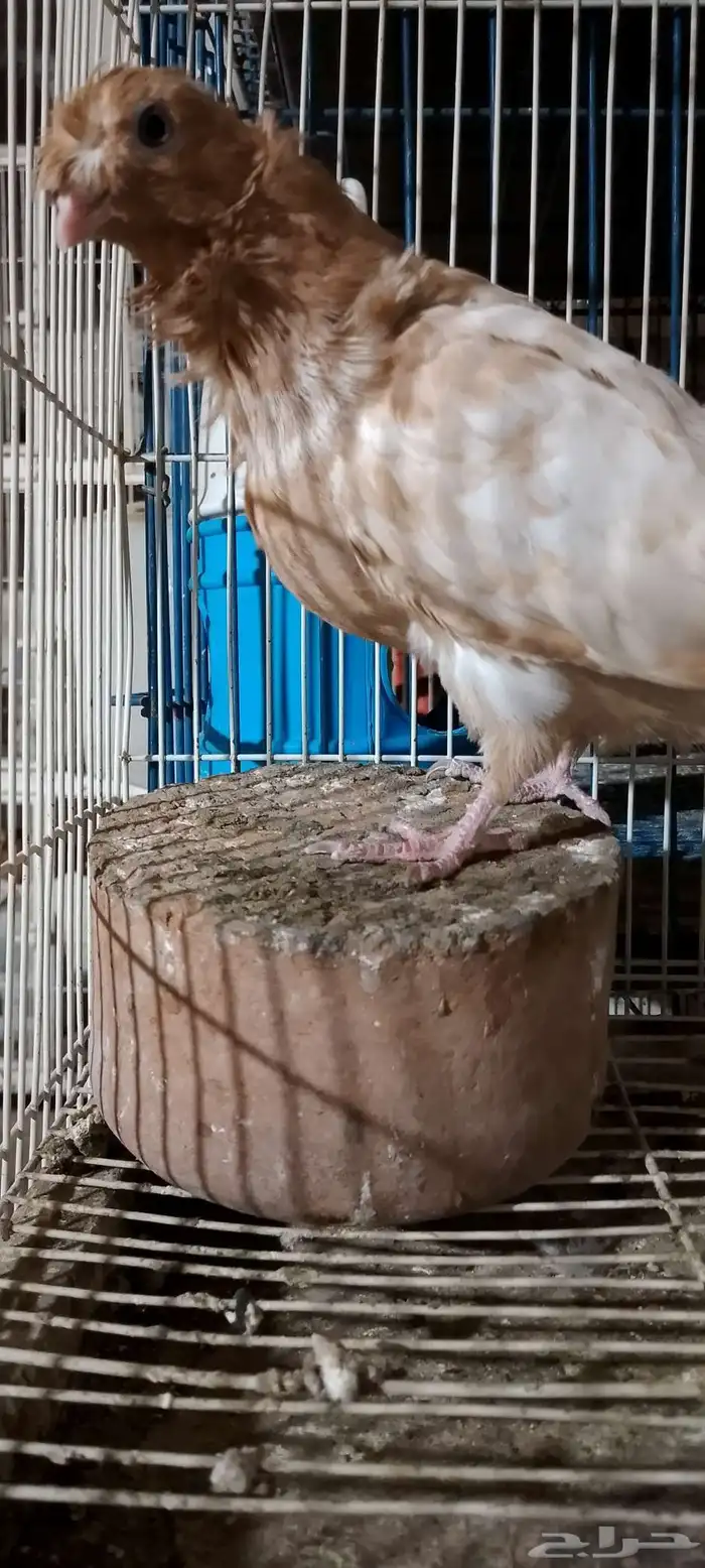 جوز كشكش بنتاجه 8