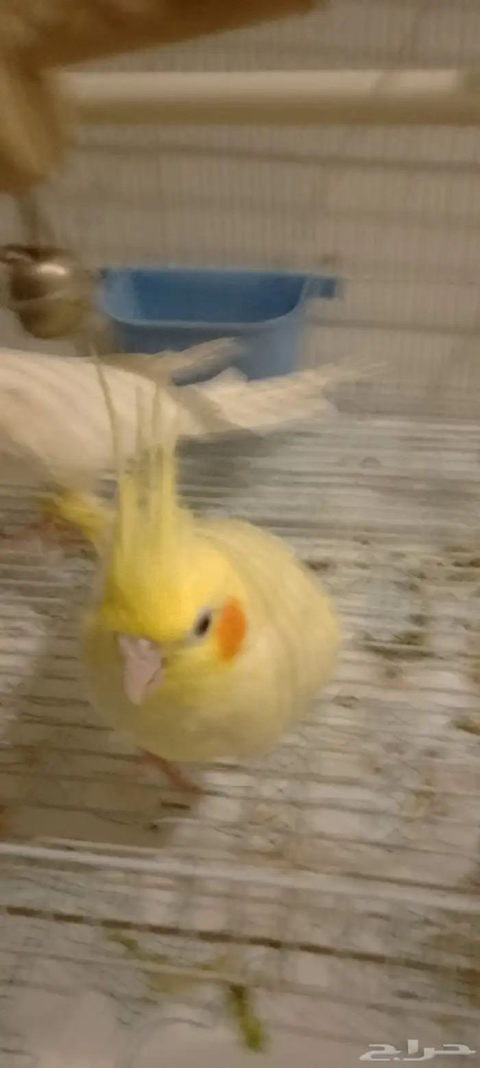 سلام عليكم ورحمه الله وبركاته جوز كروان منتج واليفه 5