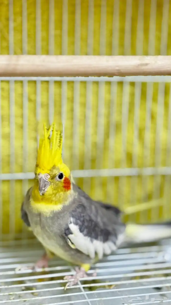 طير زينه كروان كوكتيل 0