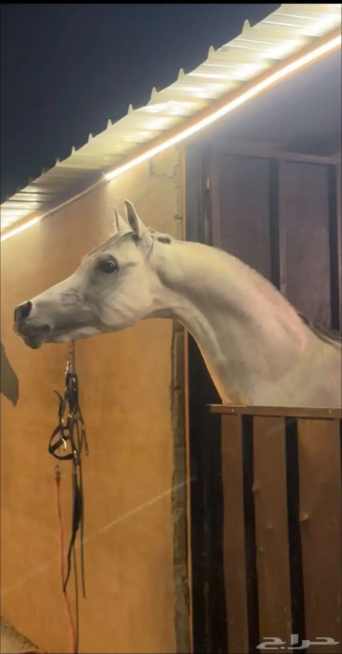 للبيع  حصان فاخر من سلالة نادرة 0