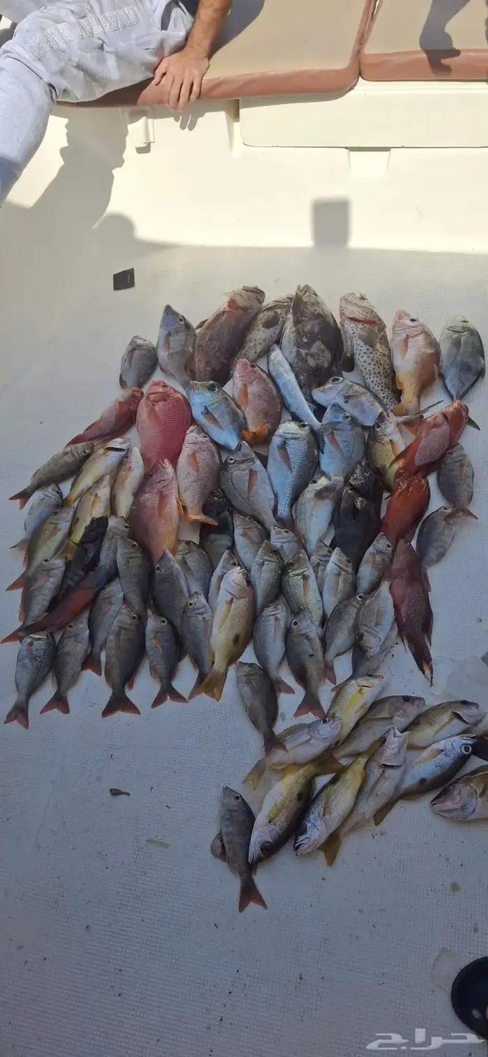 طلعات صيد بحر جدة 3