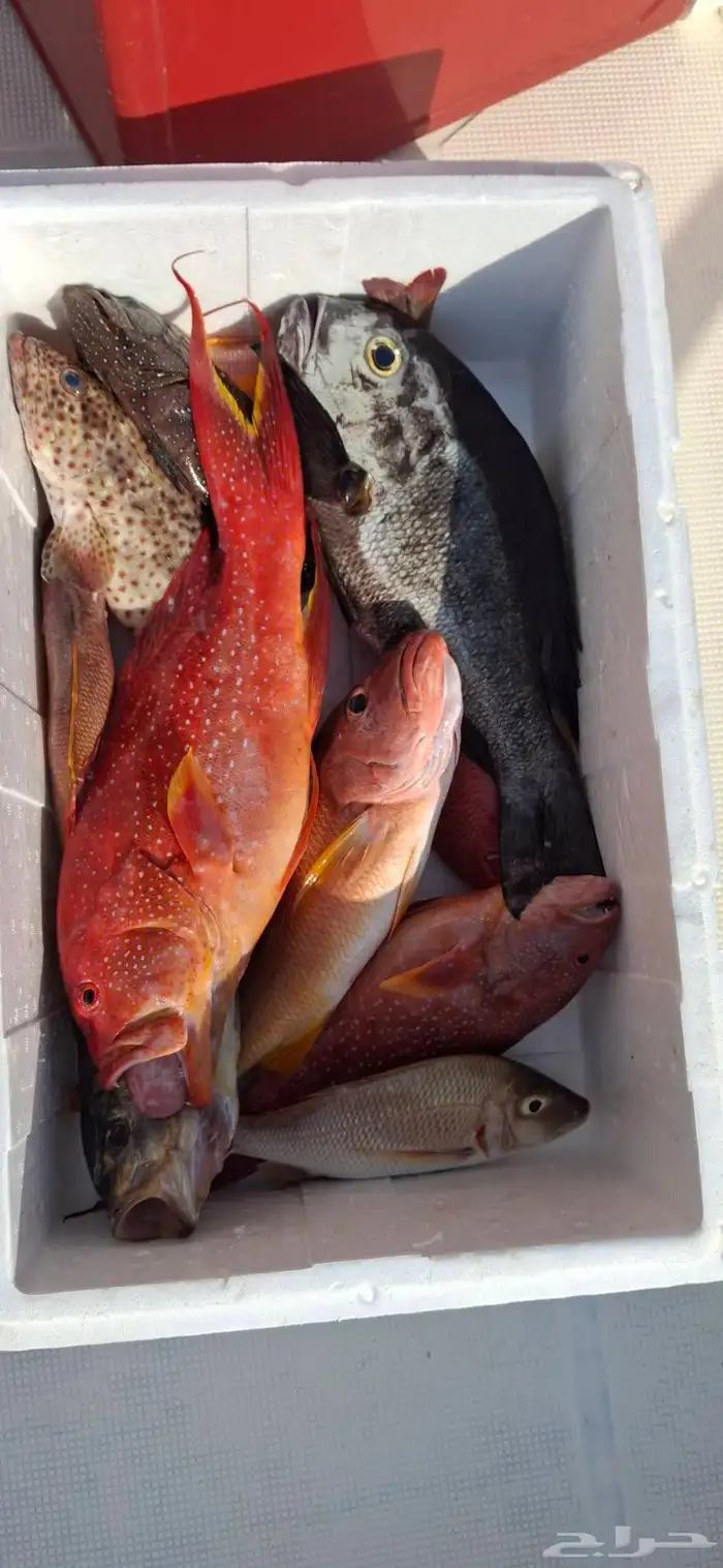 طلعات صيد بحر جدة 2