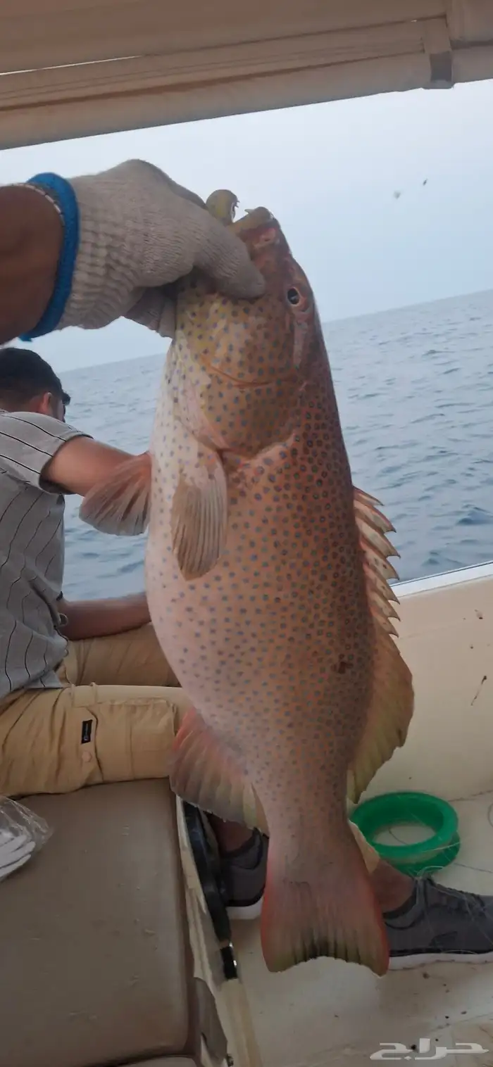 طلعات صيد بحر جدة 0