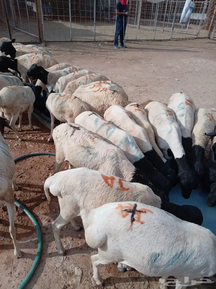 ذبايح بربري وتيوس جدعان ومرباه للجمله والتفريد 5