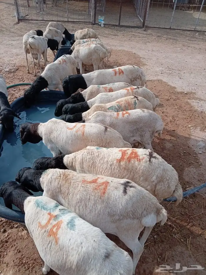 ذبايح بربري وتيوس جدعان ومرباه للجمله والتفريد 2