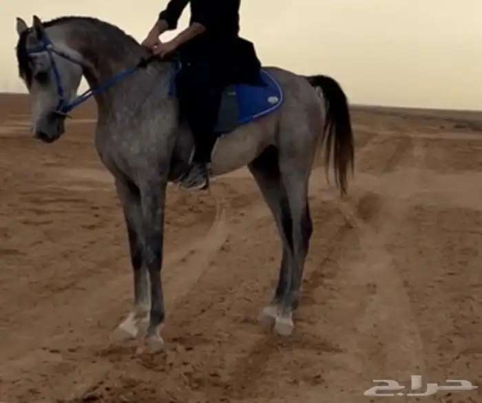 حصان شعبي للبيع 0
