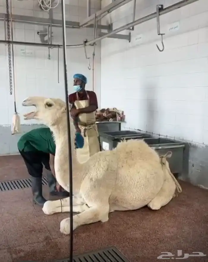 الليلة بنزل عرض جديد الكيلو تقريبا 52 1