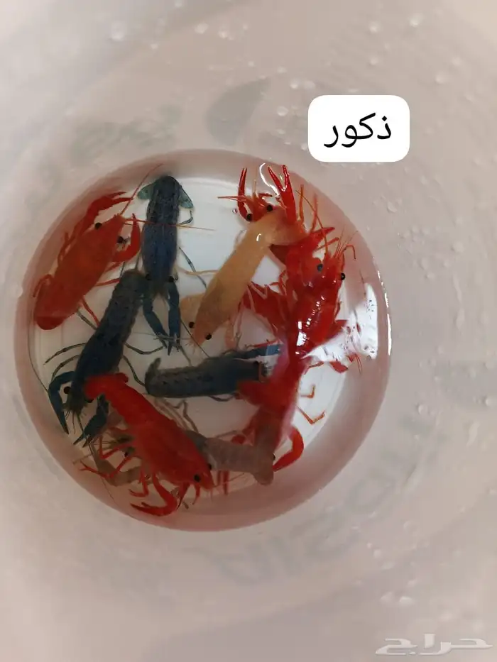 لوبستر اناثي وذكور بسعر رخيص 1