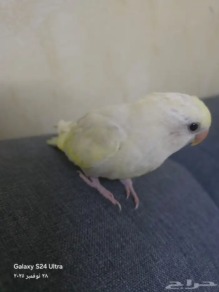 روز اليف جدا 1