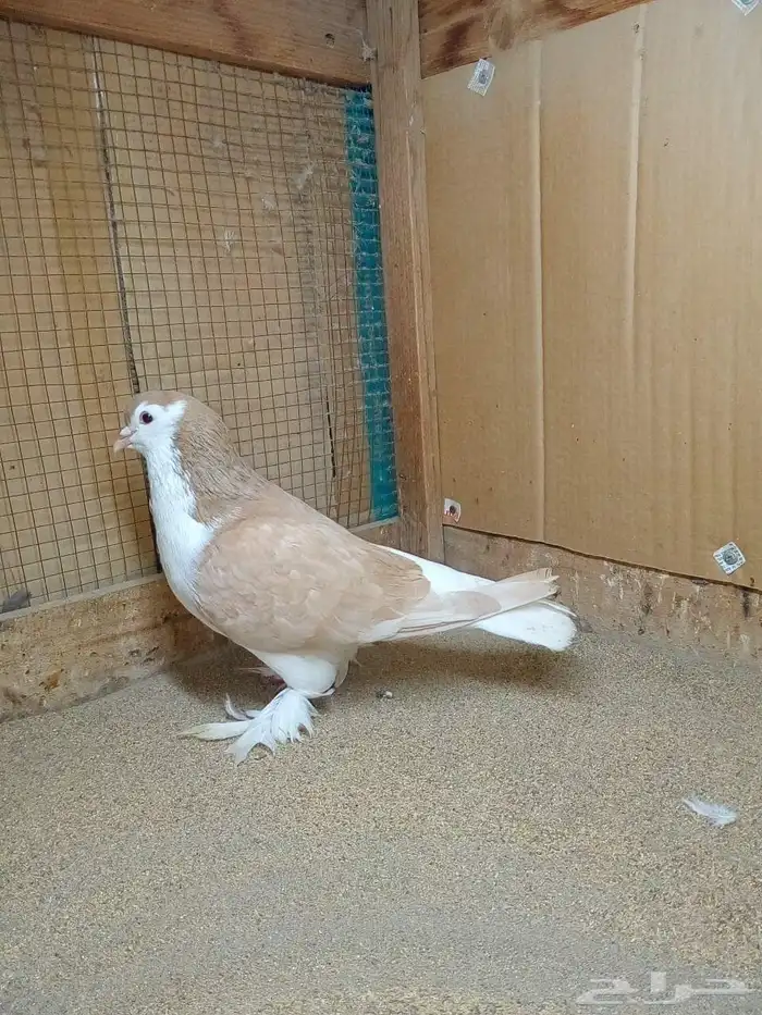 ذكر حمام لاهوري اصفر منتج 0