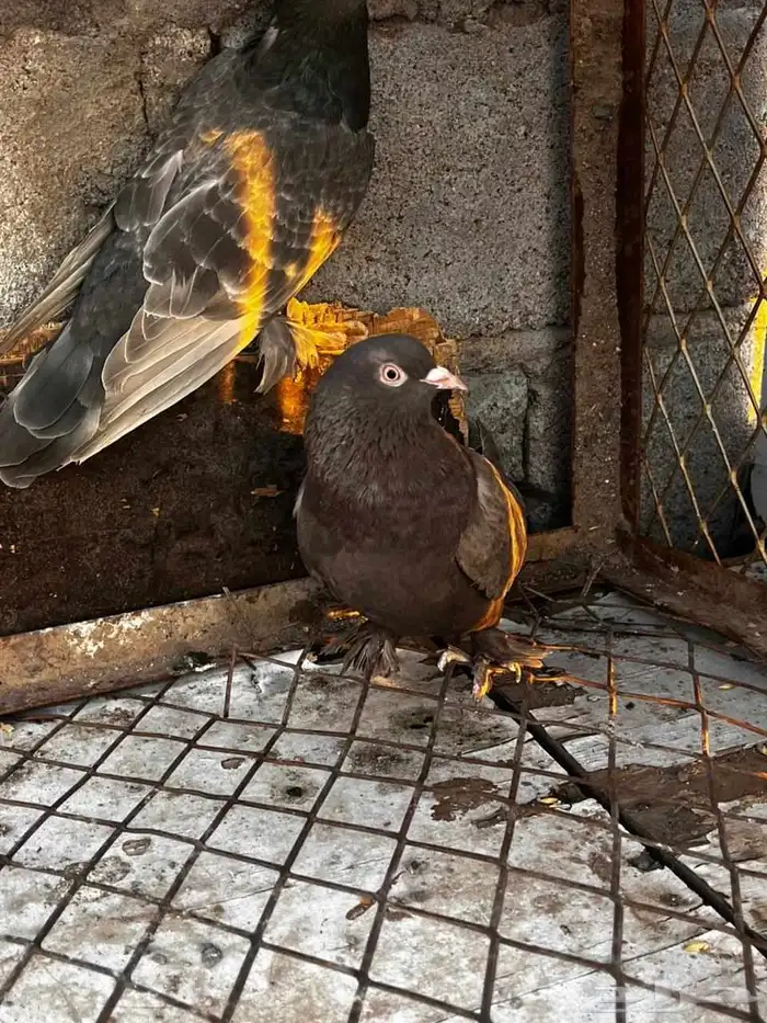 حمام اتراك طحيني للبيع 1