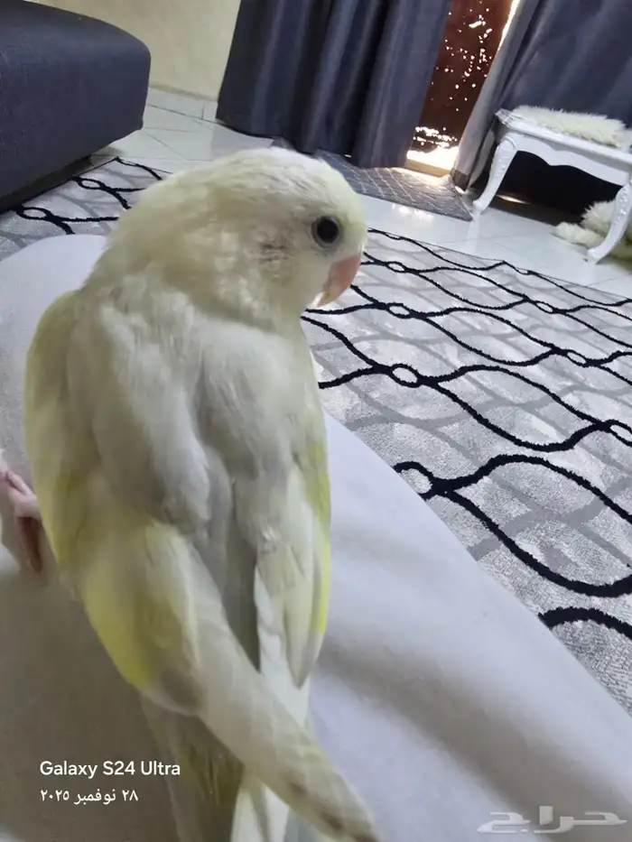 روز اليف جدا 2