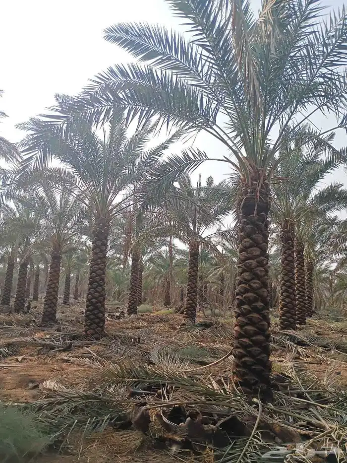 للبيع نخل بلدي شجر زيتون 2