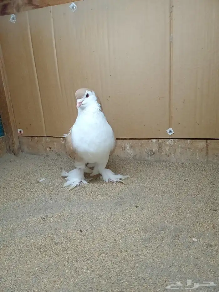 ذكر حمام لاهوري اصفر منتج 3