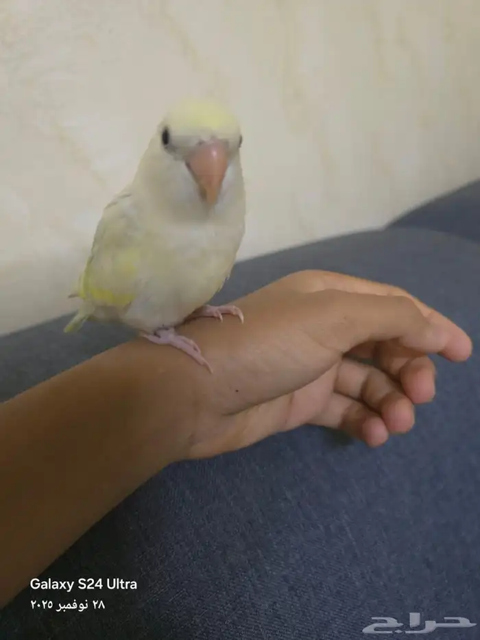 روز اليف جدا 0