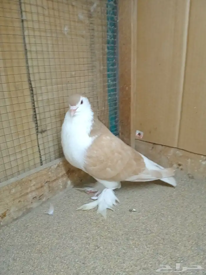 ذكر حمام لاهوري اصفر منتج 1