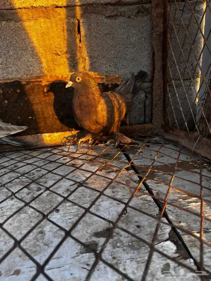 حمام اتراك طحيني للبيع 3