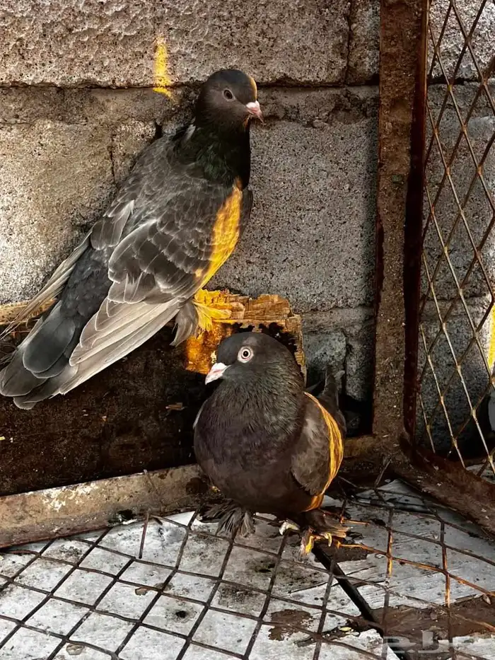 حمام اتراك طحيني للبيع 2