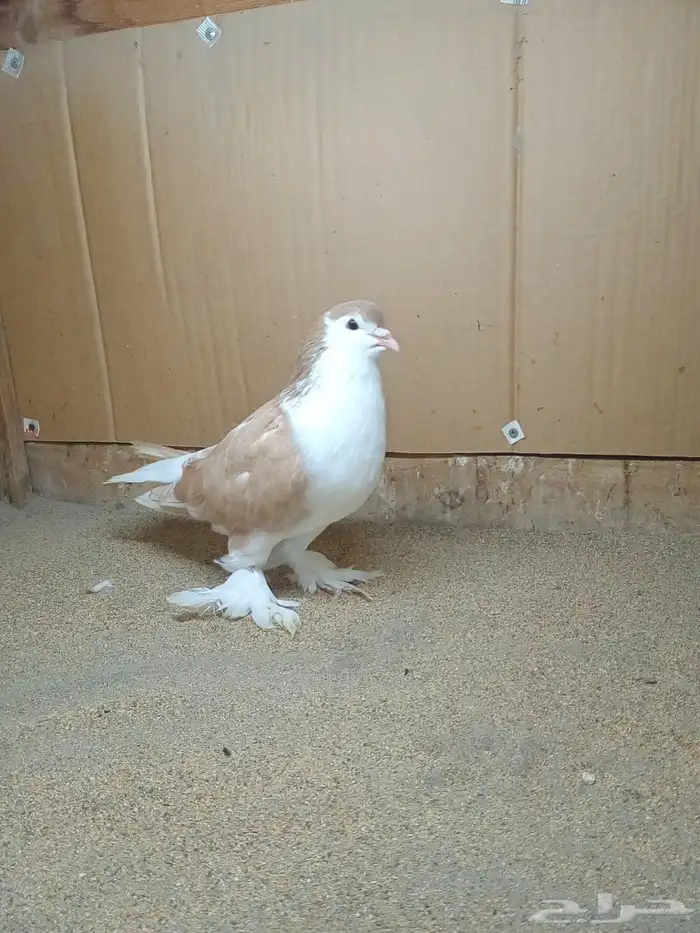 ذكر حمام لاهوري اصفر منتج 2