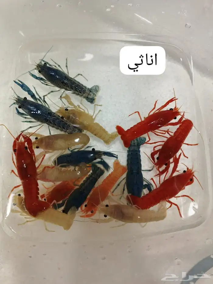 لوبستر اناثي وذكور بسعر رخيص 0