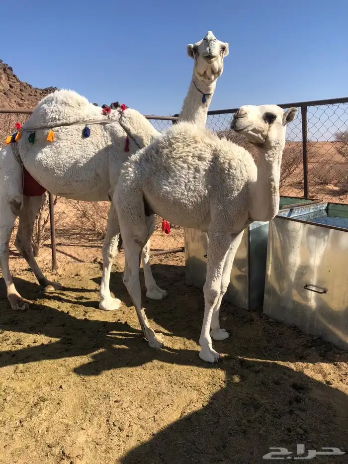 ضروبه عفراء فراد قبل يومين ام ثالث مشروطه 1