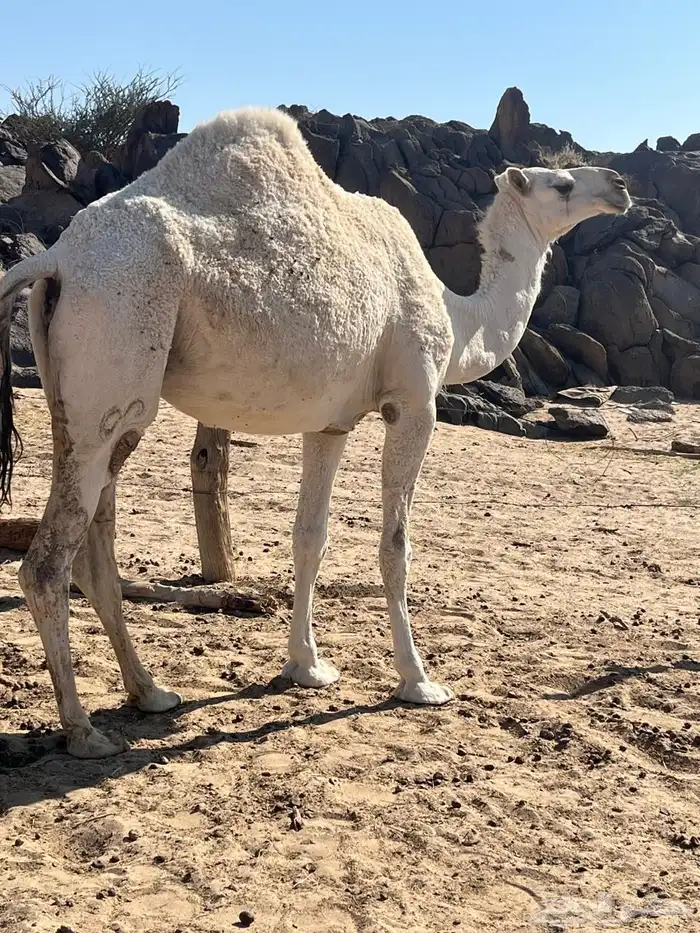 بكرة لقحة للبيع 0