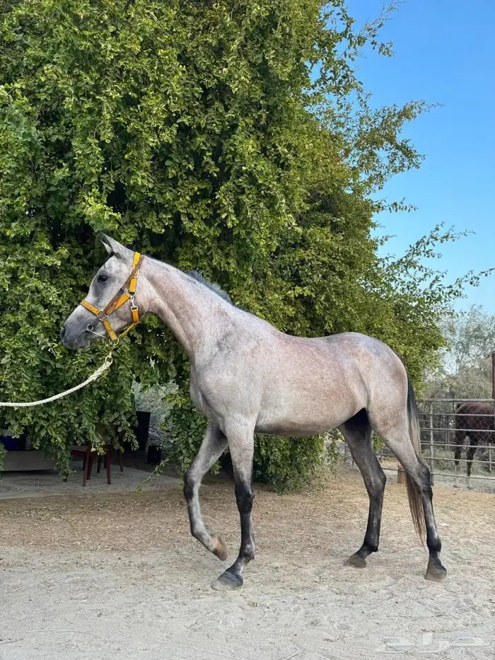 فرس شعبية لقاح للبيع 0