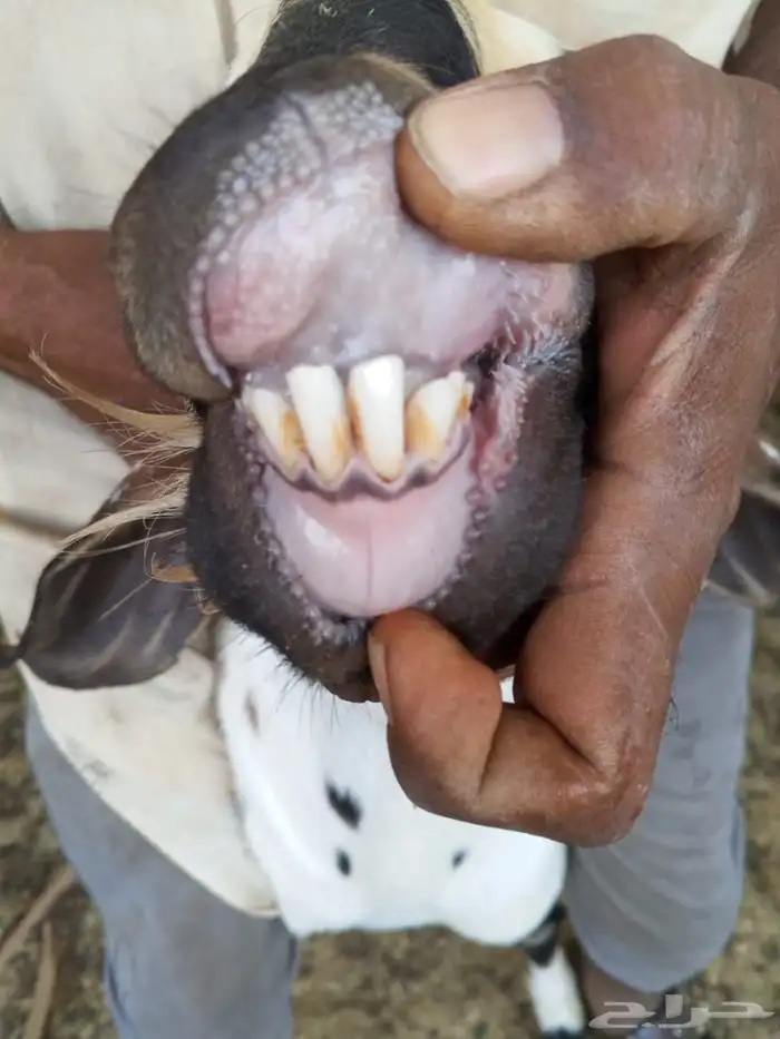 تيوس وفحول ماعز بيشي 7