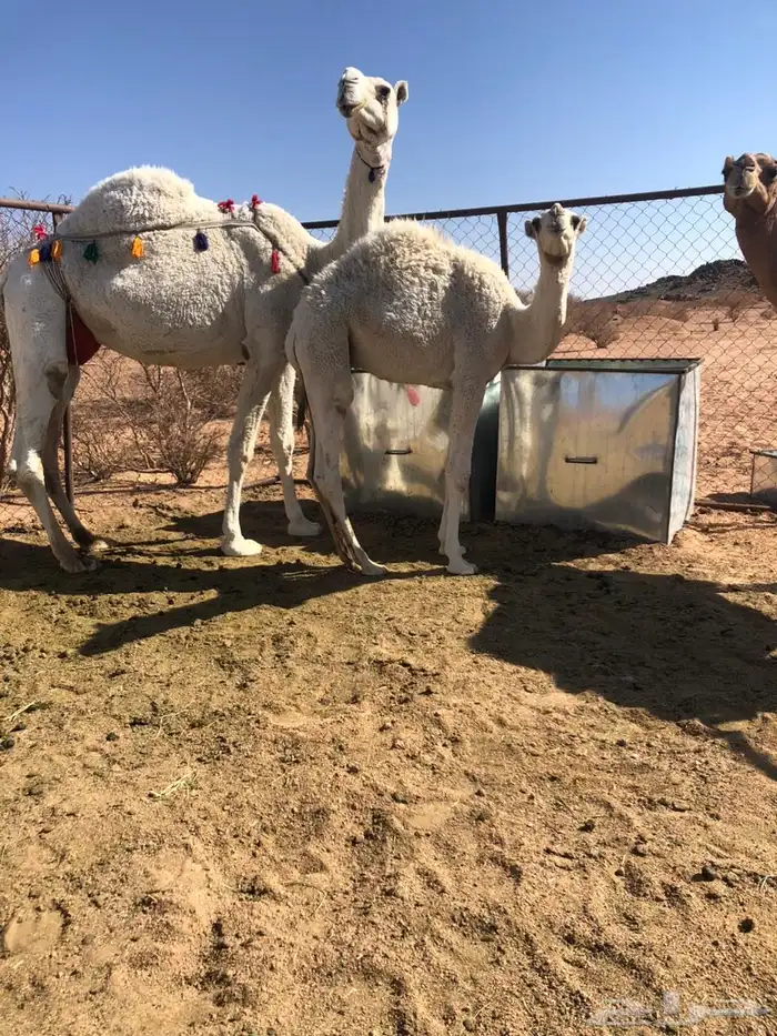 ضروبه عفراء فراد قبل يومين ام ثالث مشروطه 2