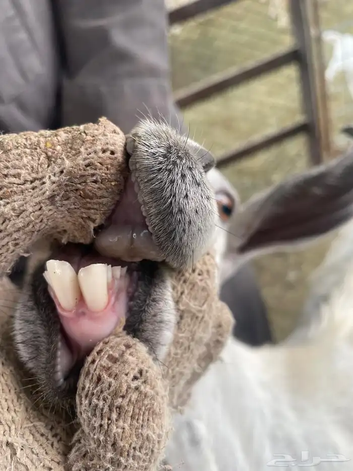 عنز ثنيه خلفه 1