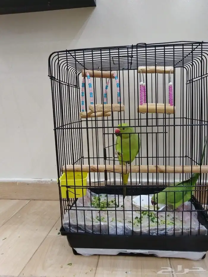 للبيع زوج من طير الدرة أعمارها تقريبا  6 شهور 0