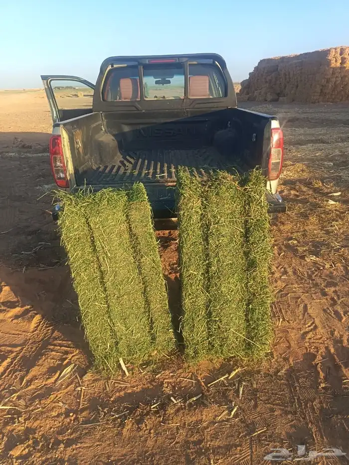 برسيم صافي شد شركة 0