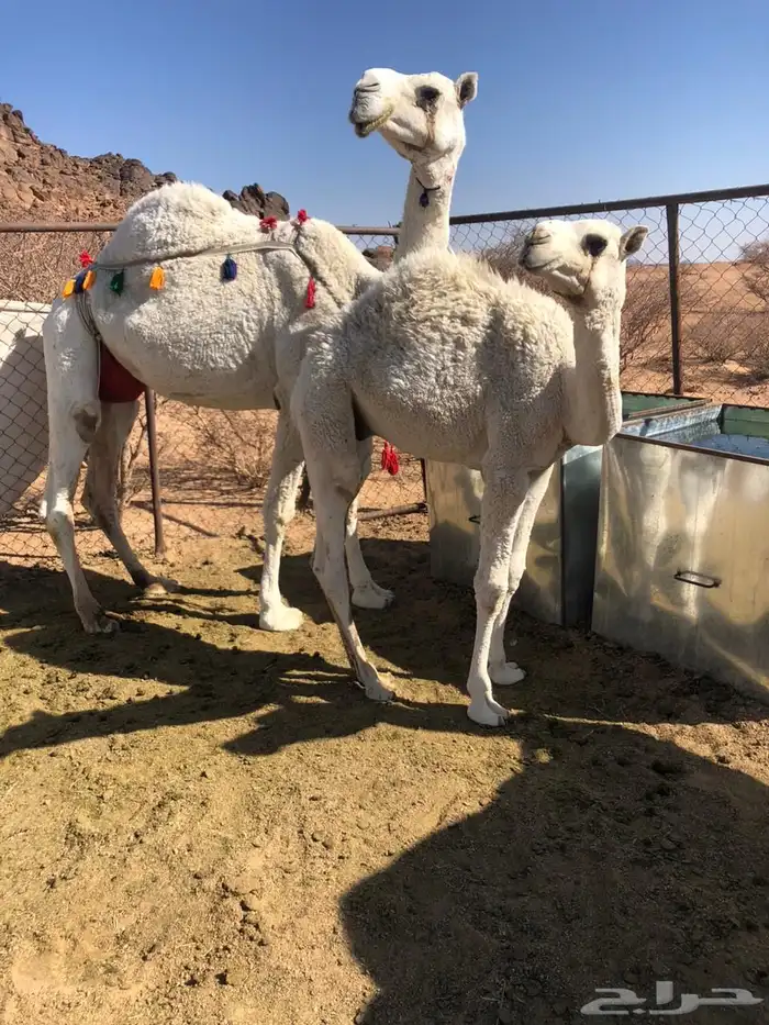 ضروبه عفراء فراد قبل يومين ام ثالث مشروطه 0