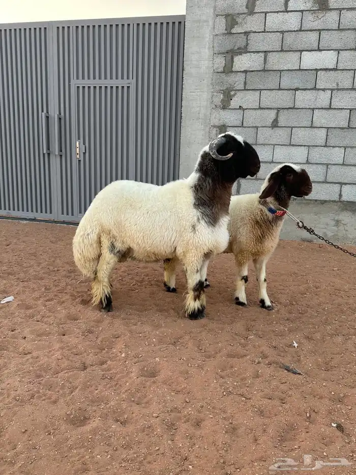 جذع نعيم مشروع فحل (صنف) 0