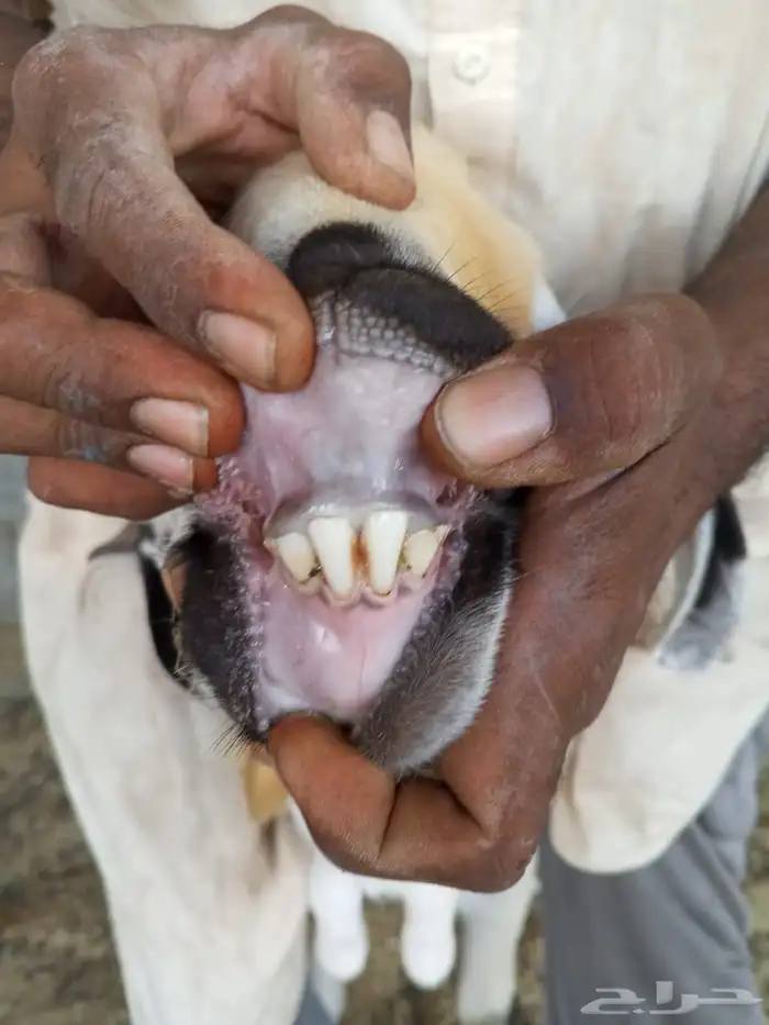 تيوس وفحول ماعز بيشي 4