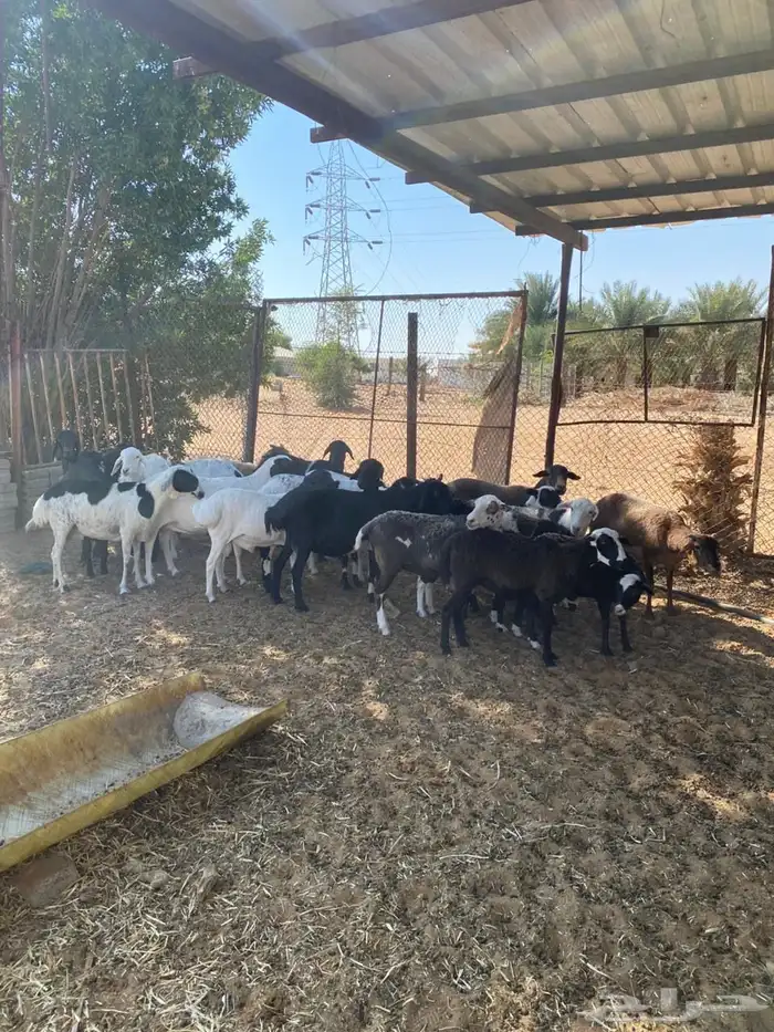 الخرج غنم مشاريك متابيع ودفيع 20 1