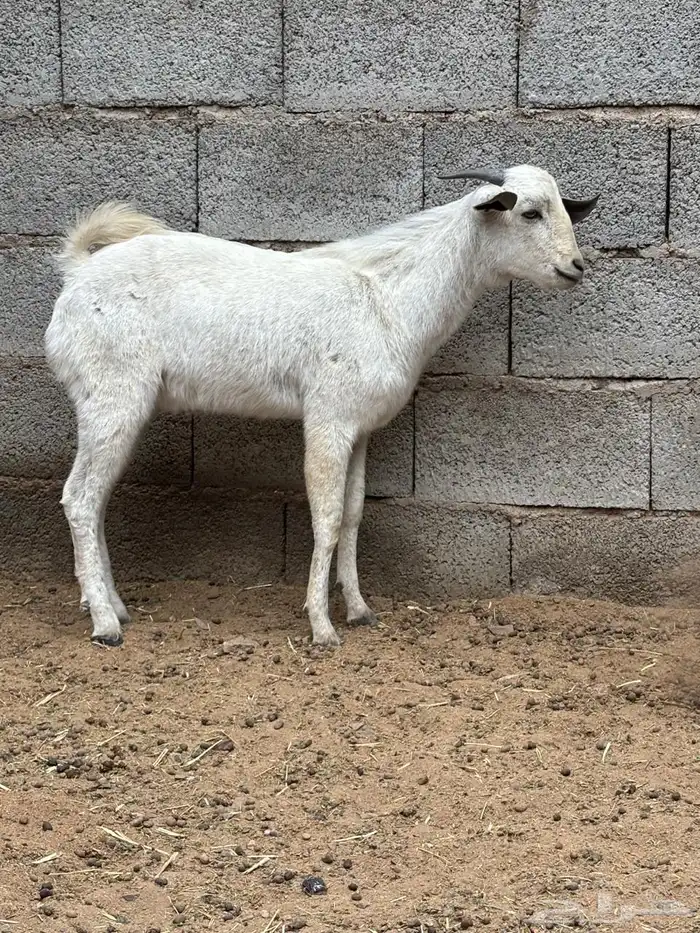 تيوس وفحول ماعز بيشي 5