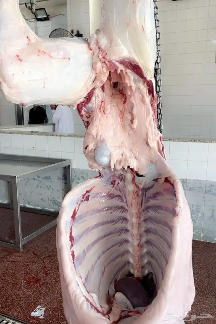 الليلة بنزل عرض جديد الكيلو تقريبا 52 4