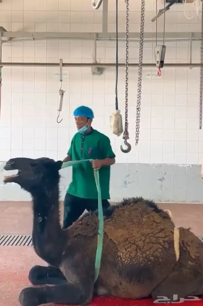 الليلة بنزل عرض جديد الكيلو تقريبا 52 2