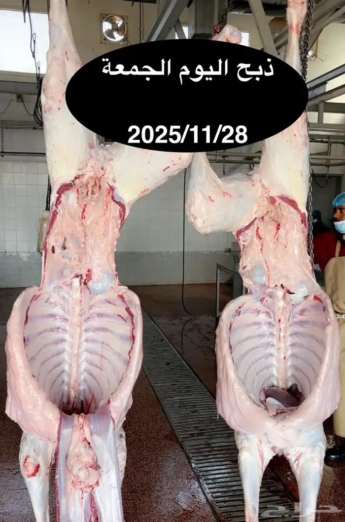 الليلة بنزل عرض جديد الكيلو تقريبا 52 0