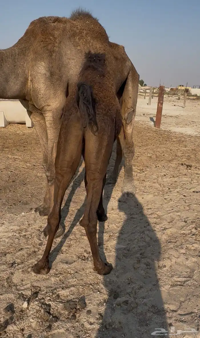 عرض حشوان لبانيه تم البيع 0